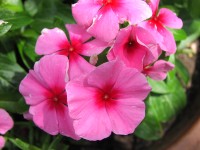 gal/2005 ete - Fleurs/_thb_Fleurs-1010151.jpg
